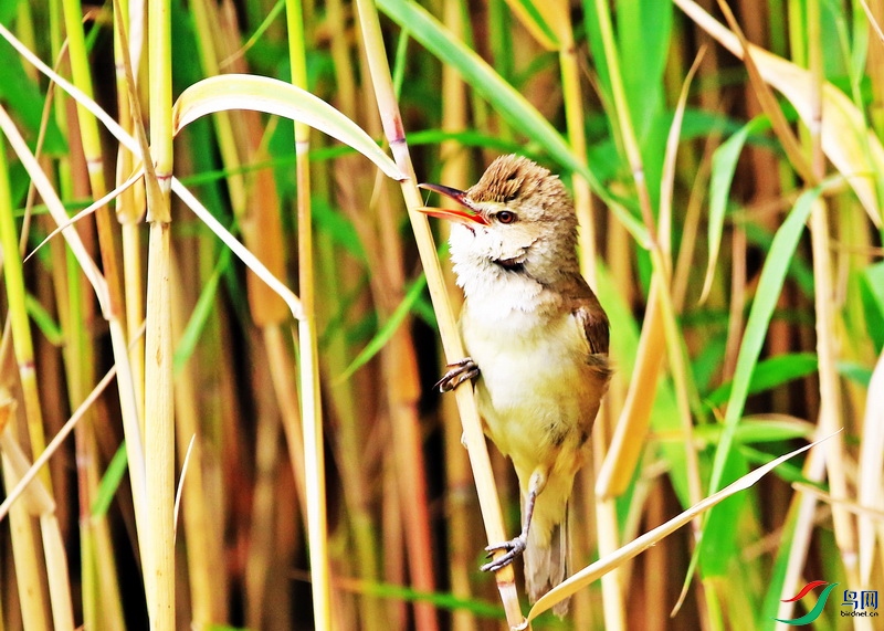 as0607东方大苇莺2.jpg