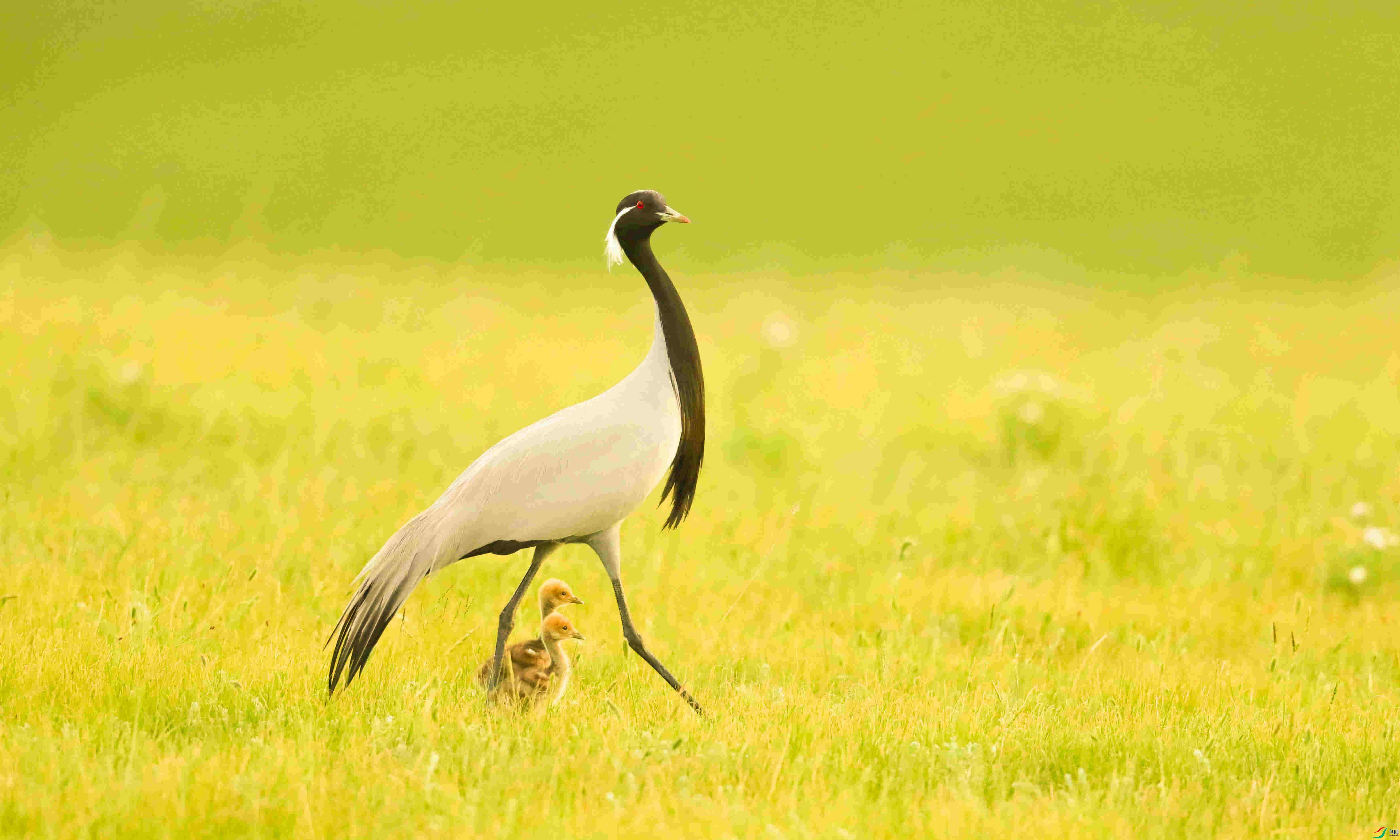 大鹤小鹤3 (1 - 1).jpg