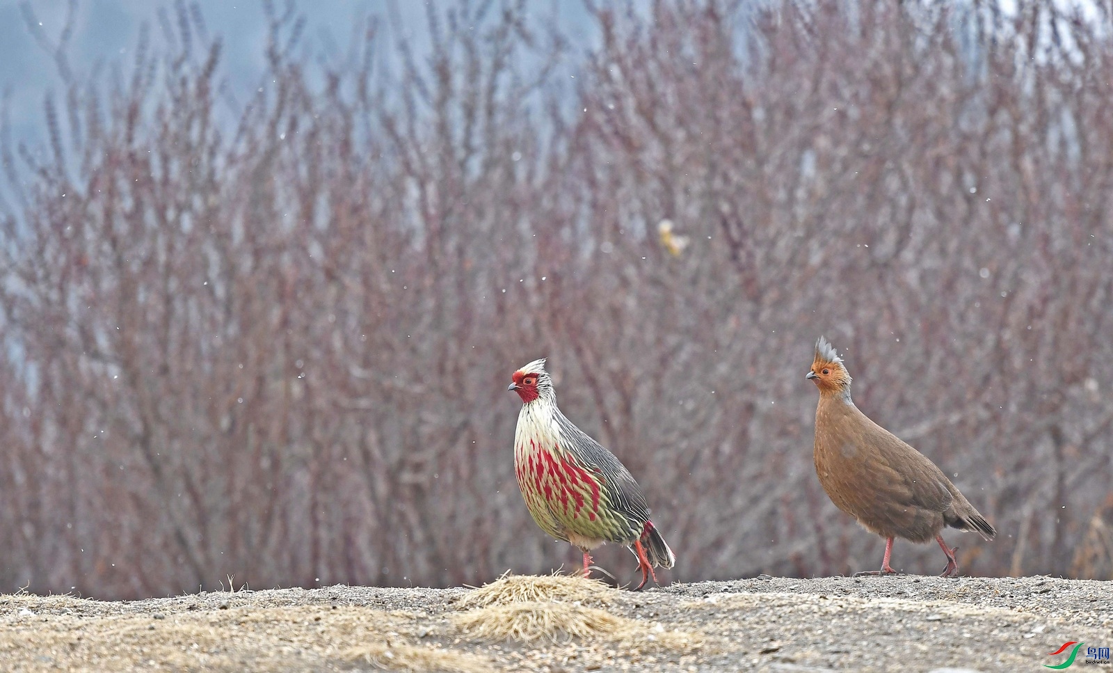 DSC_9665.JPG
