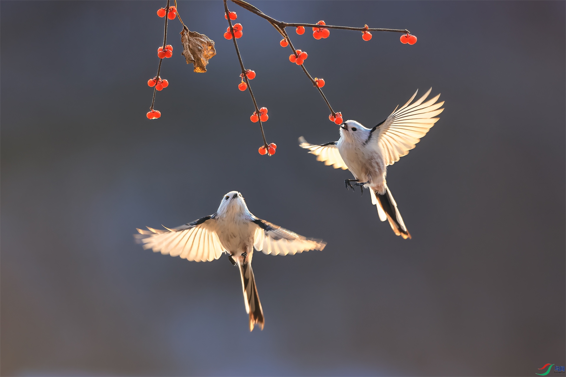 银喉北长尾山雀(荣获本版佳作)