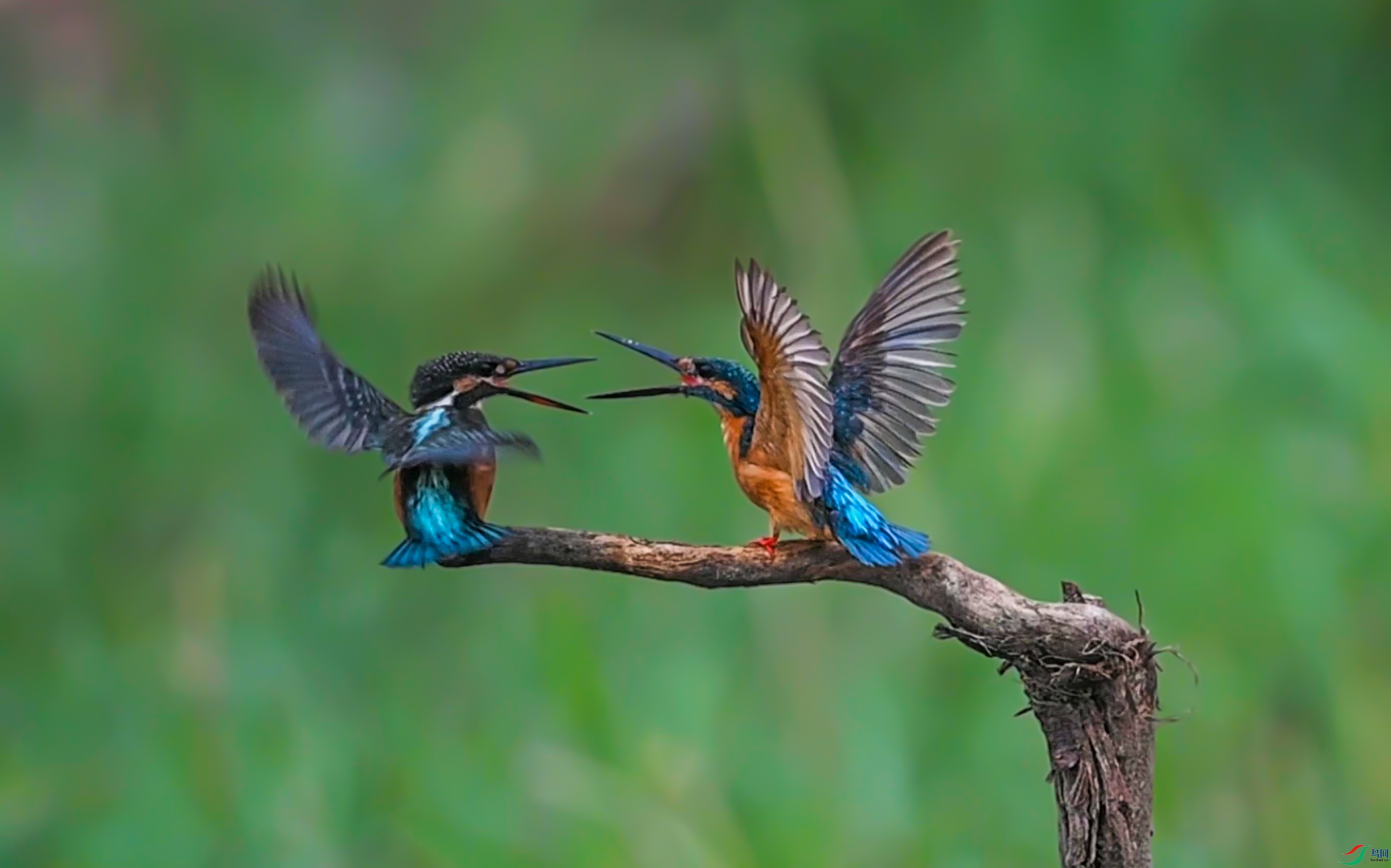�ճ�����С��Ƶ���Ĵ�