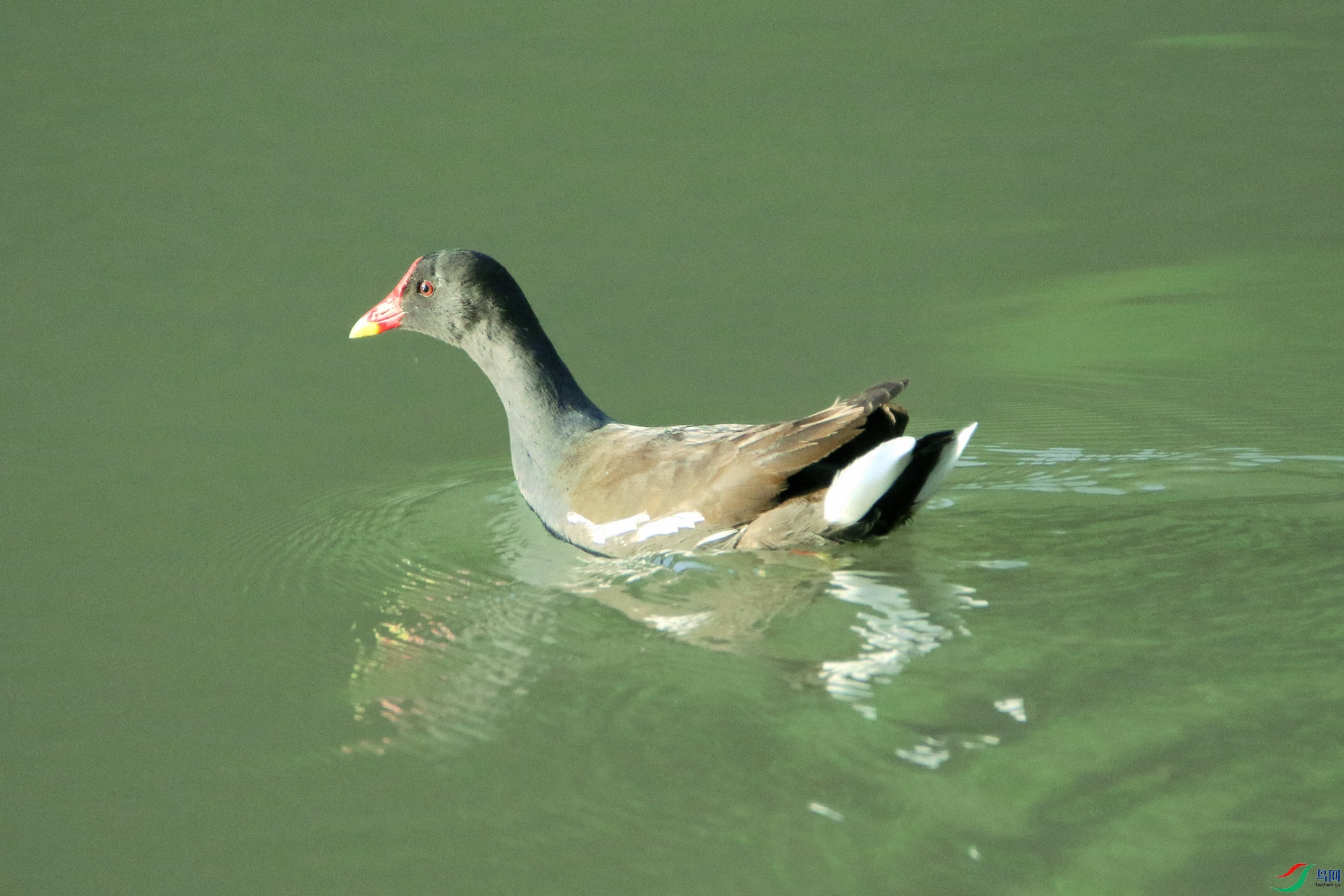 IMG_4136czx.jpg