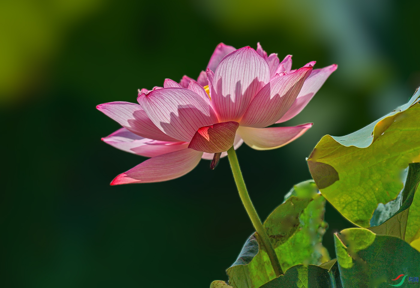 2021年莲花池新荷