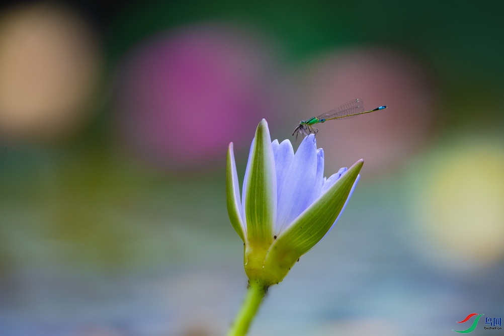 DSC_4644a.jpg