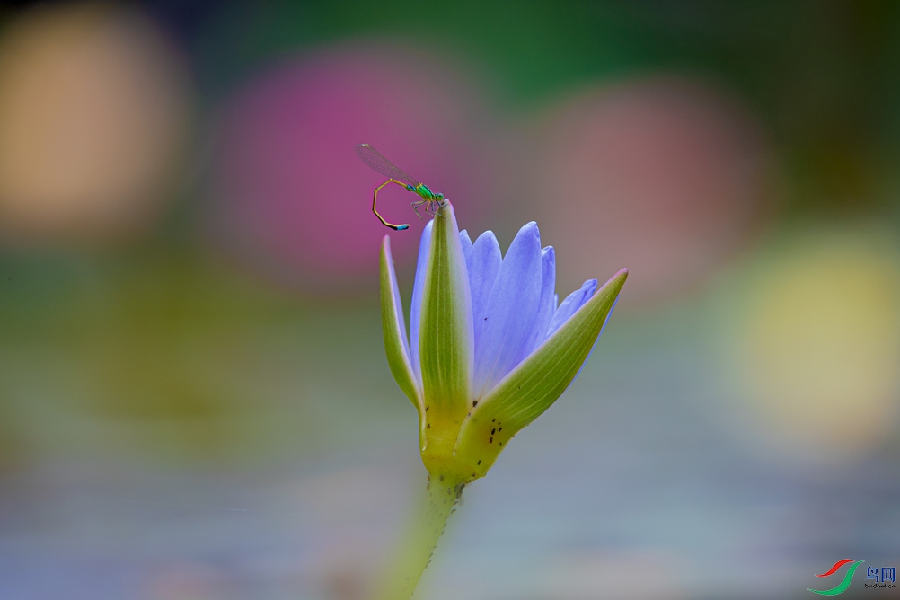 DSC_4633a.jpg