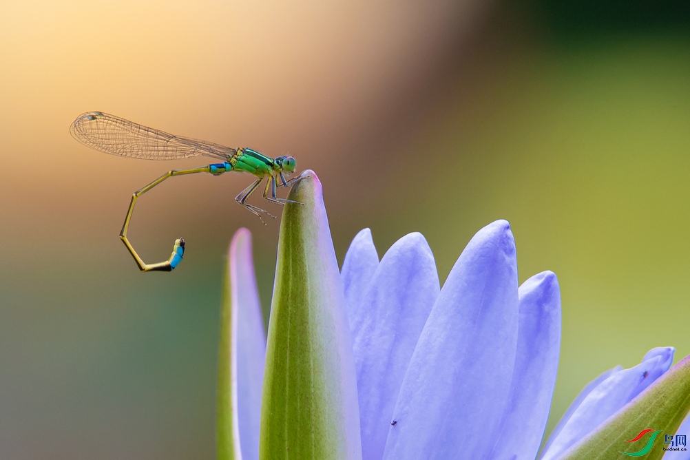 DSC_4601a.jpg