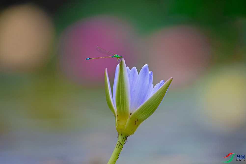DSC_4627a.jpg
