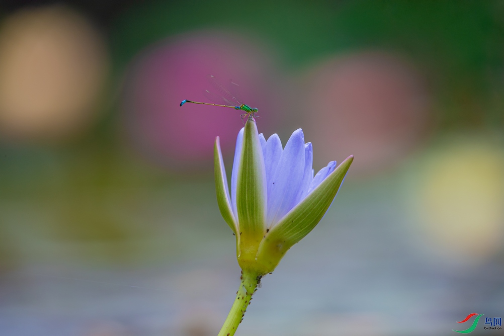 DSC_4626a.jpg