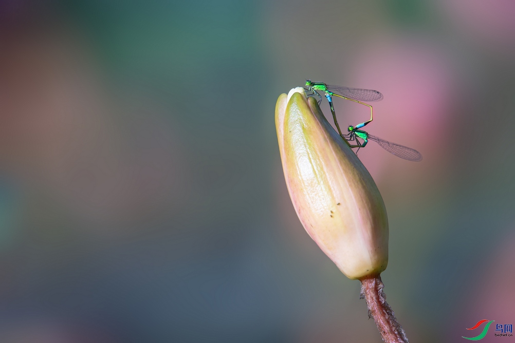 DSC_5603a.jpg