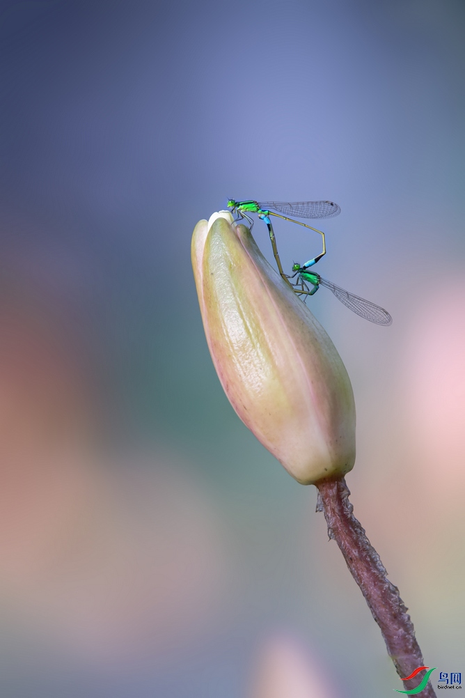 DSC_5626a.jpg