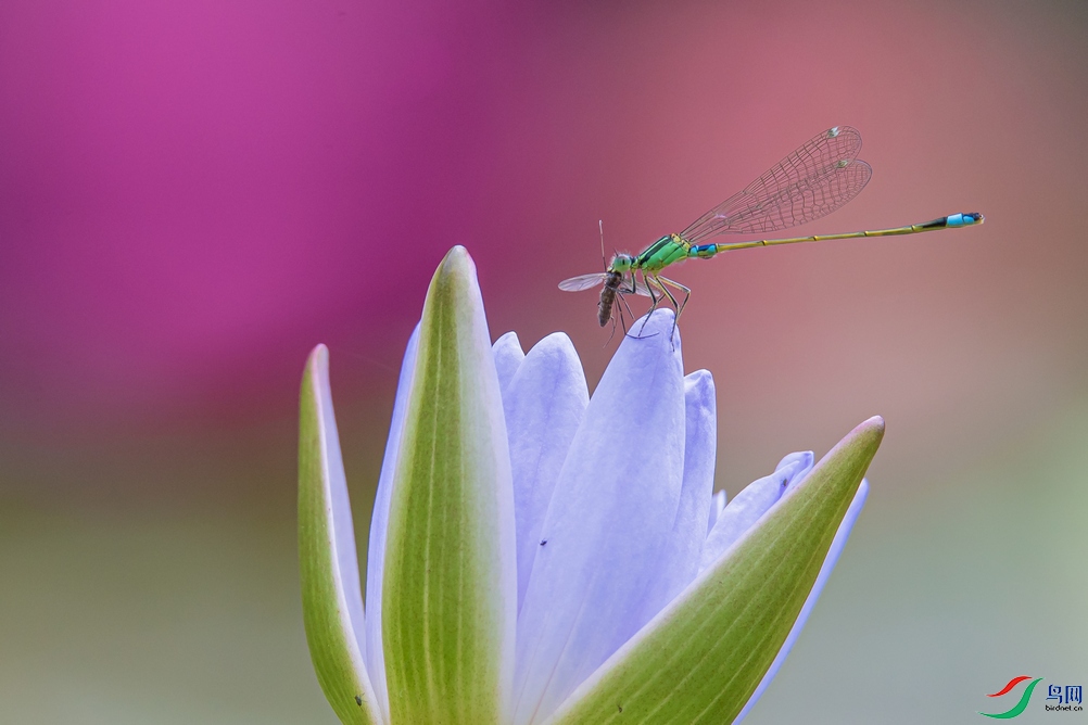DSC_4639a.jpg