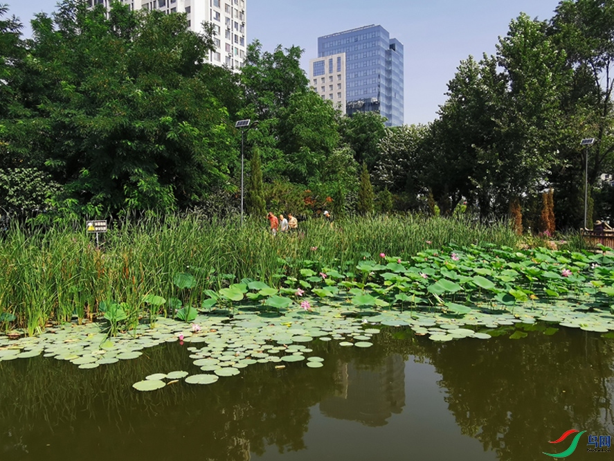 瀋陽百鳥公園荷花綻放