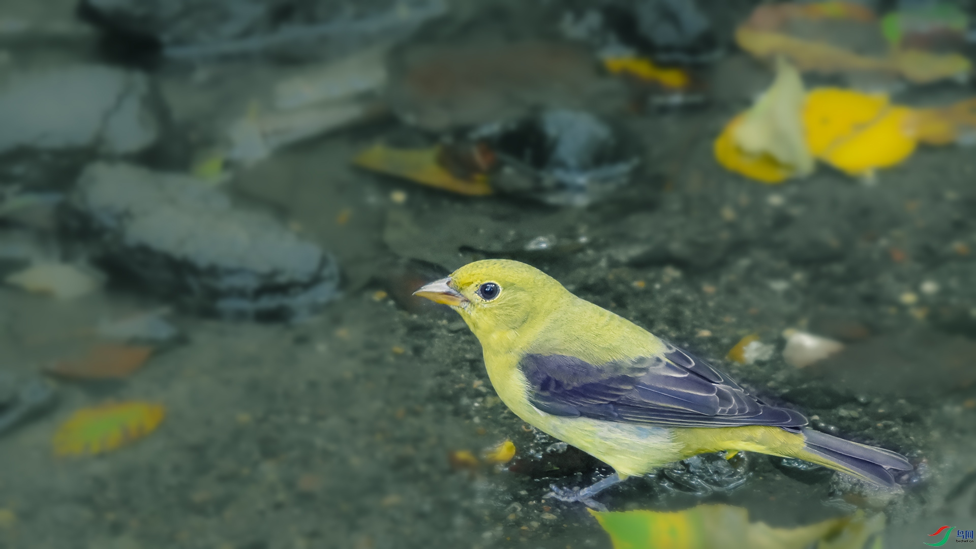 DSC_8624---����.jpg