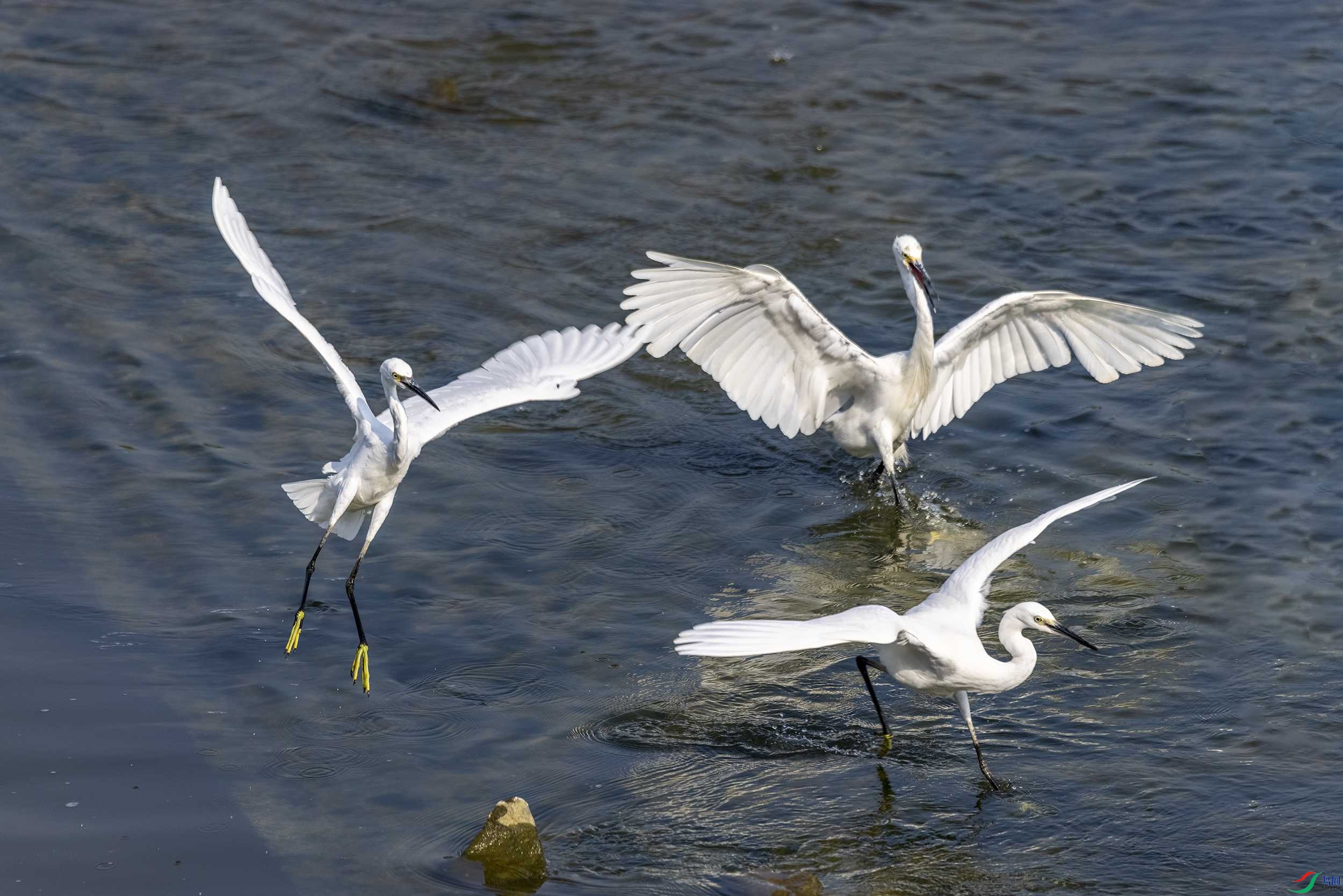 278A8020 ����.jpg