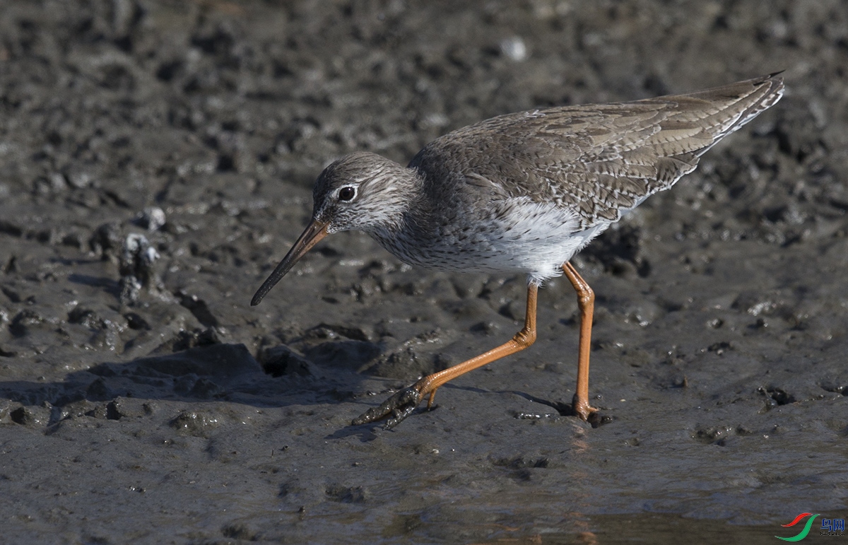 请教老师:这些水鸟的名字