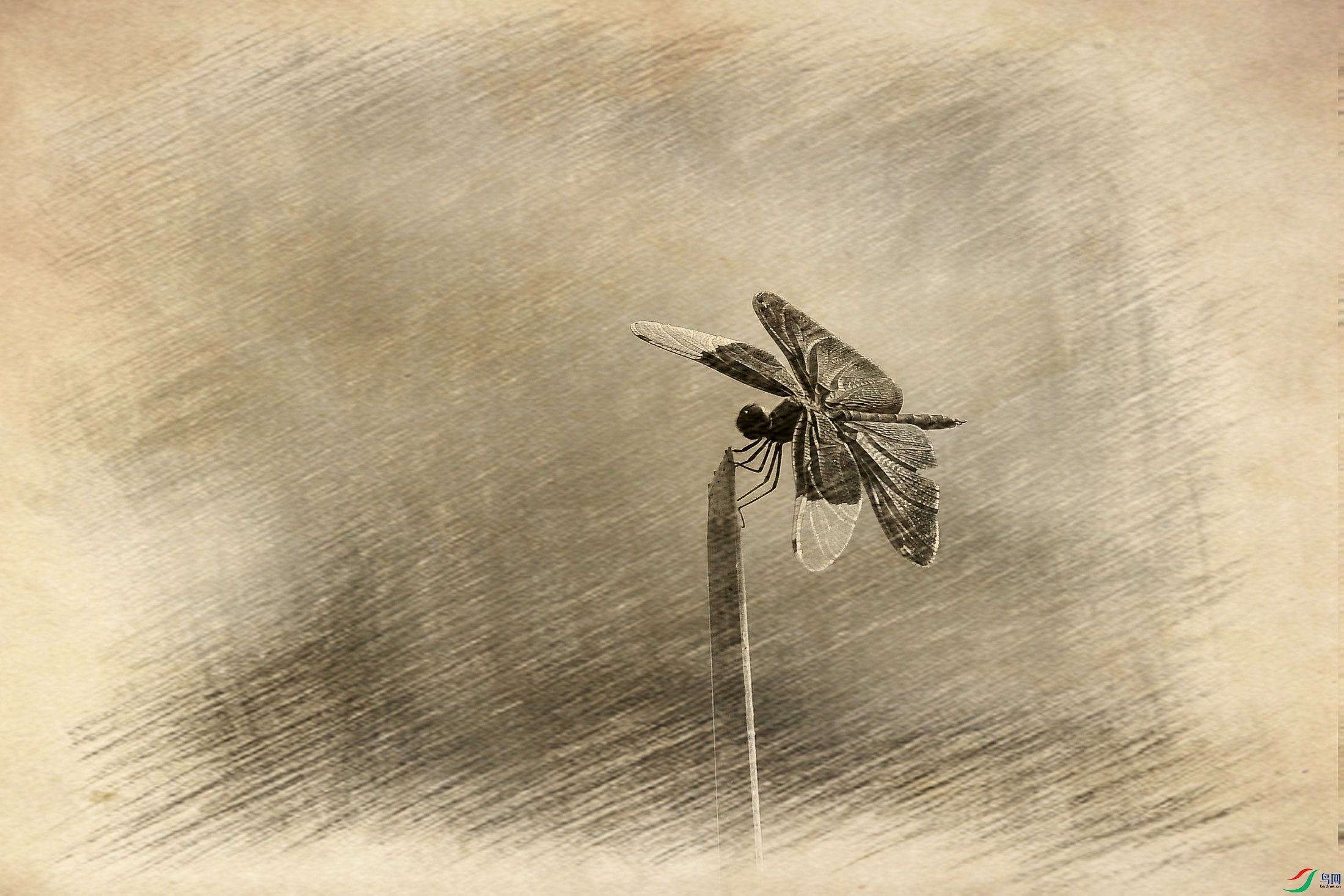 �������� .JPG