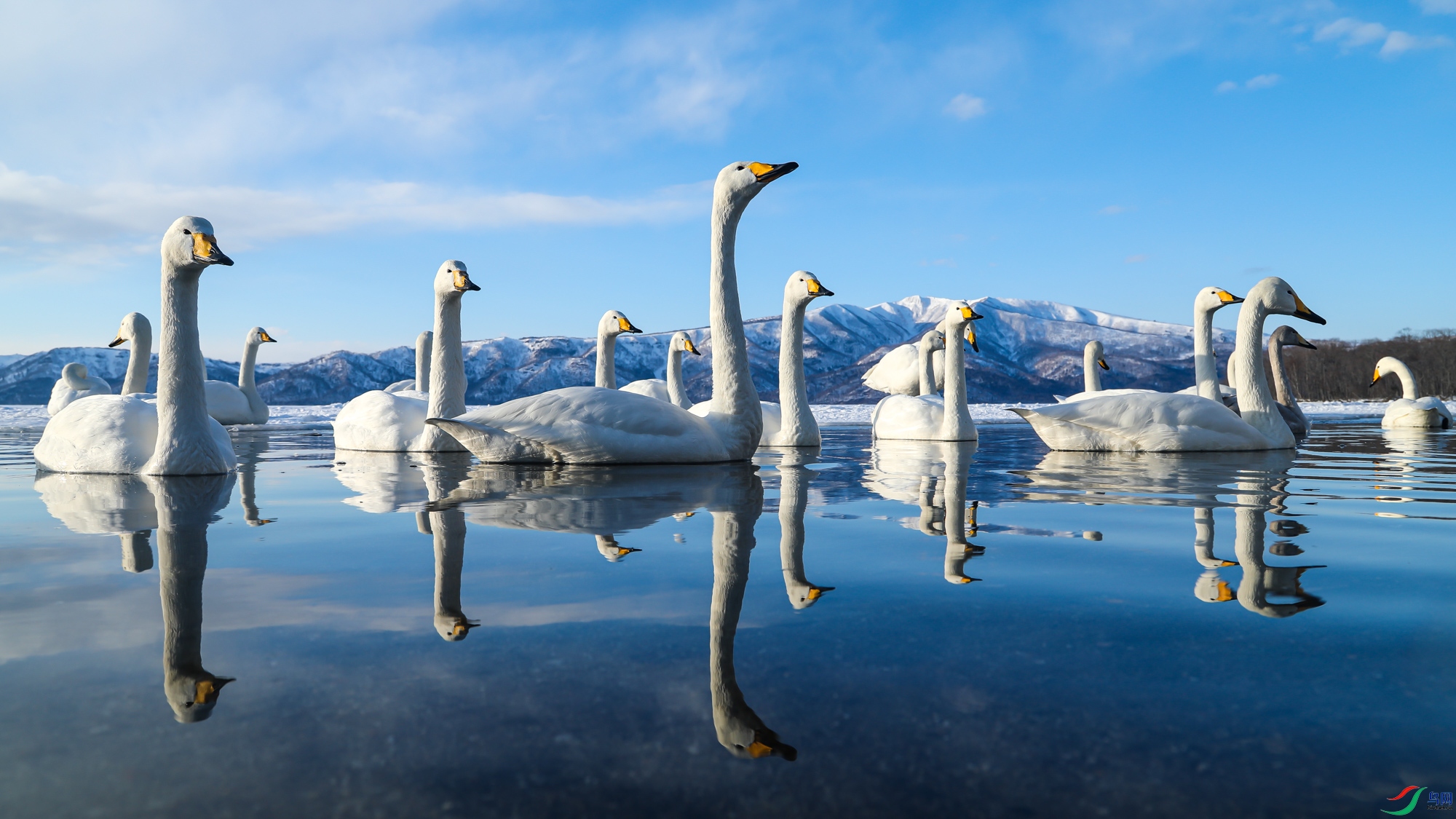 [水鸟] 翘首以盼--- (祝贺老师作品荣获vip综合精华)