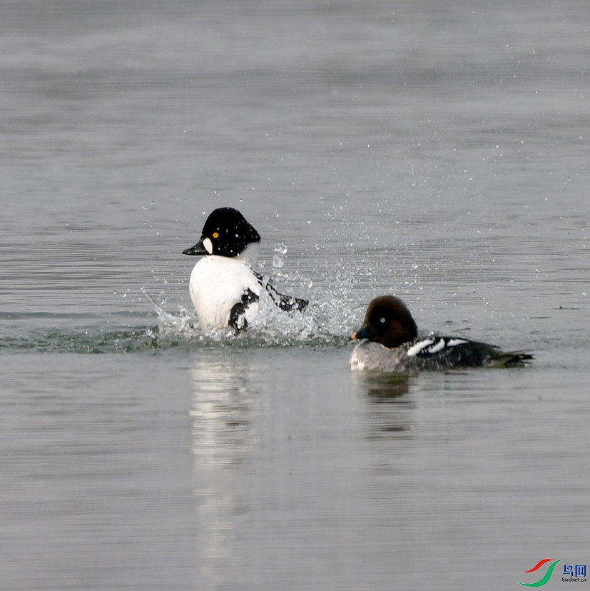 DSC_2639.jpg