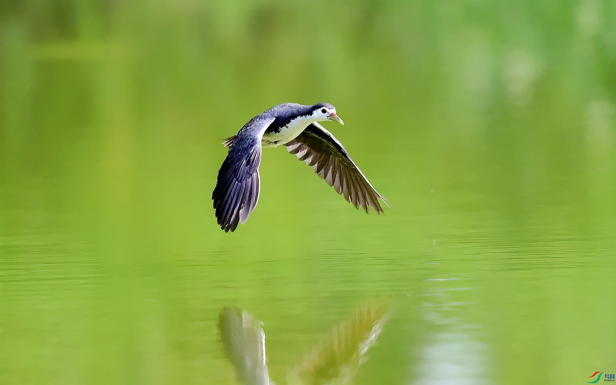 DSC_3150_conew1.jpg
