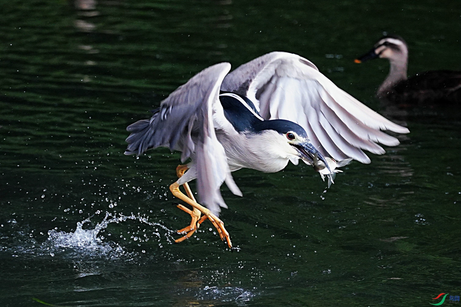 夜鹭抓鱼
