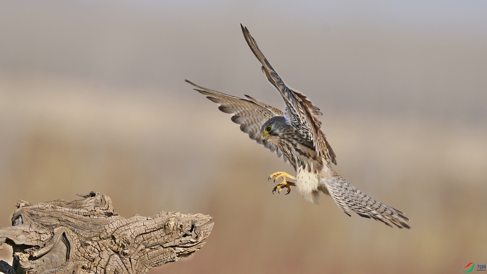 _DSC0599 (2)_����.jpg