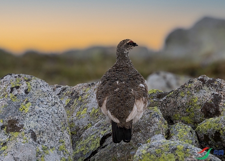 ����̩ɽ������