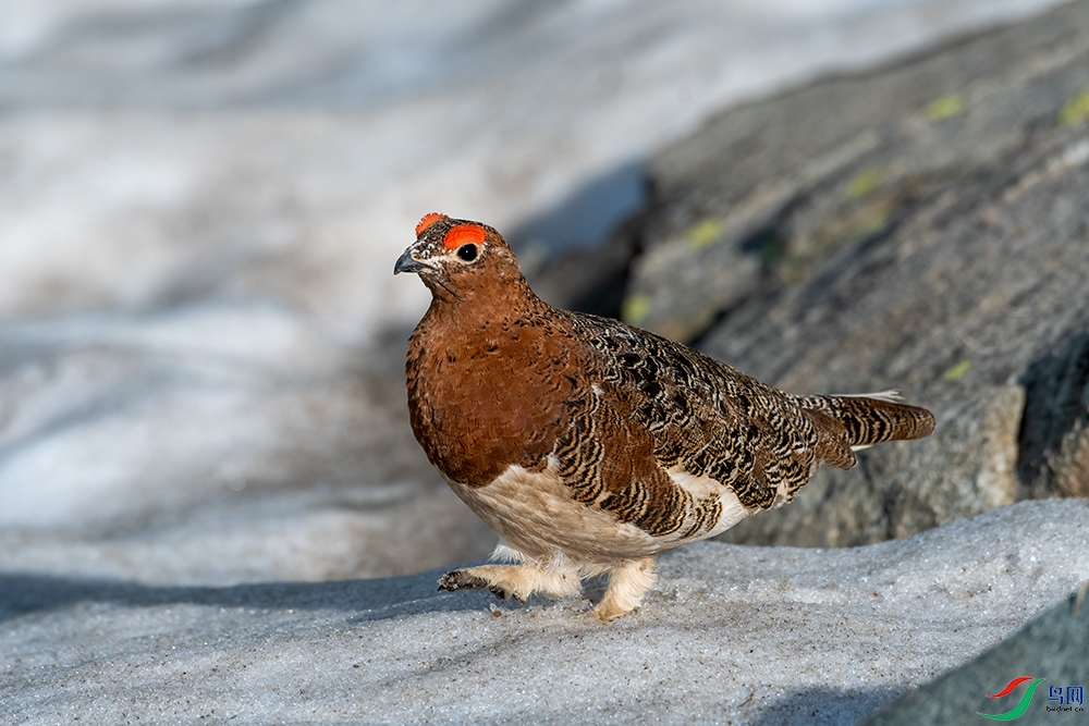 ����̩ɽ������