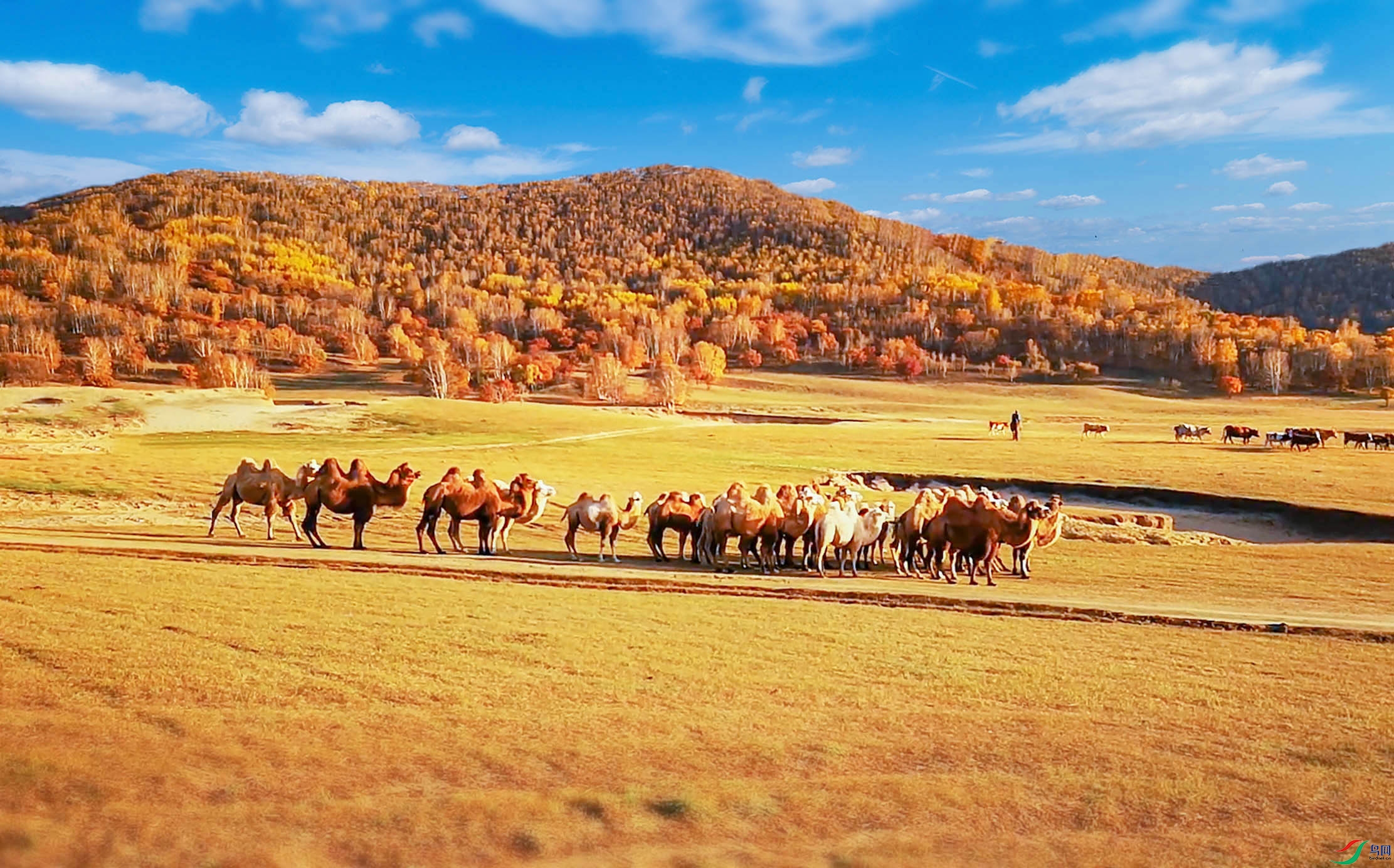 草原牧歌,(祝贺能干老师荣获首页综合精华)