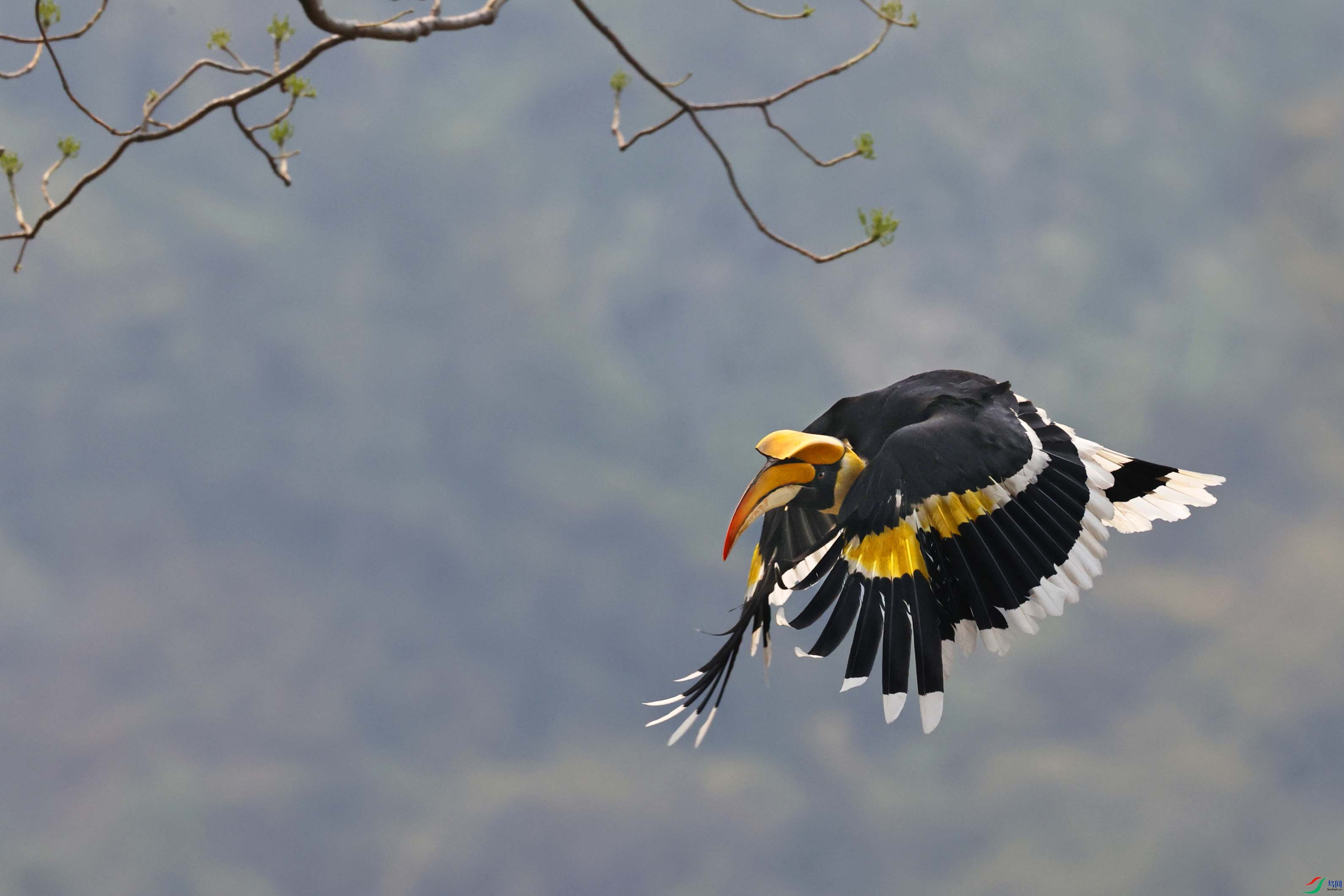 空中飞行的大鸟