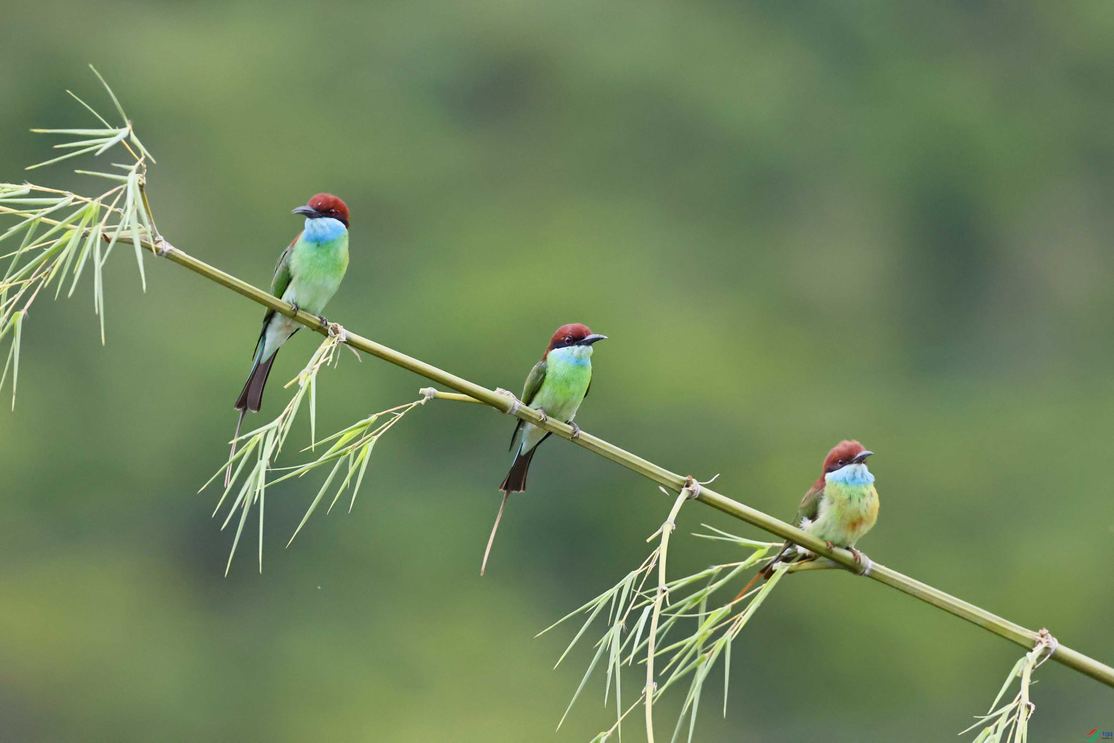 三只蜂虎竹枝占