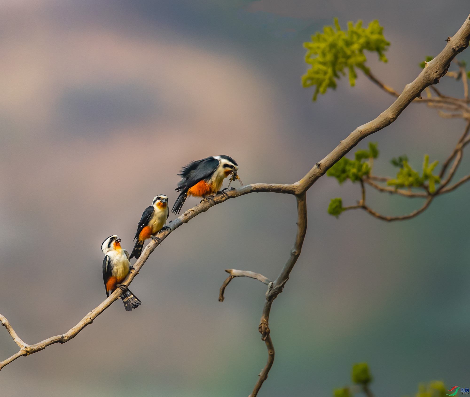 红腿小隼祝贺荣获首页精华