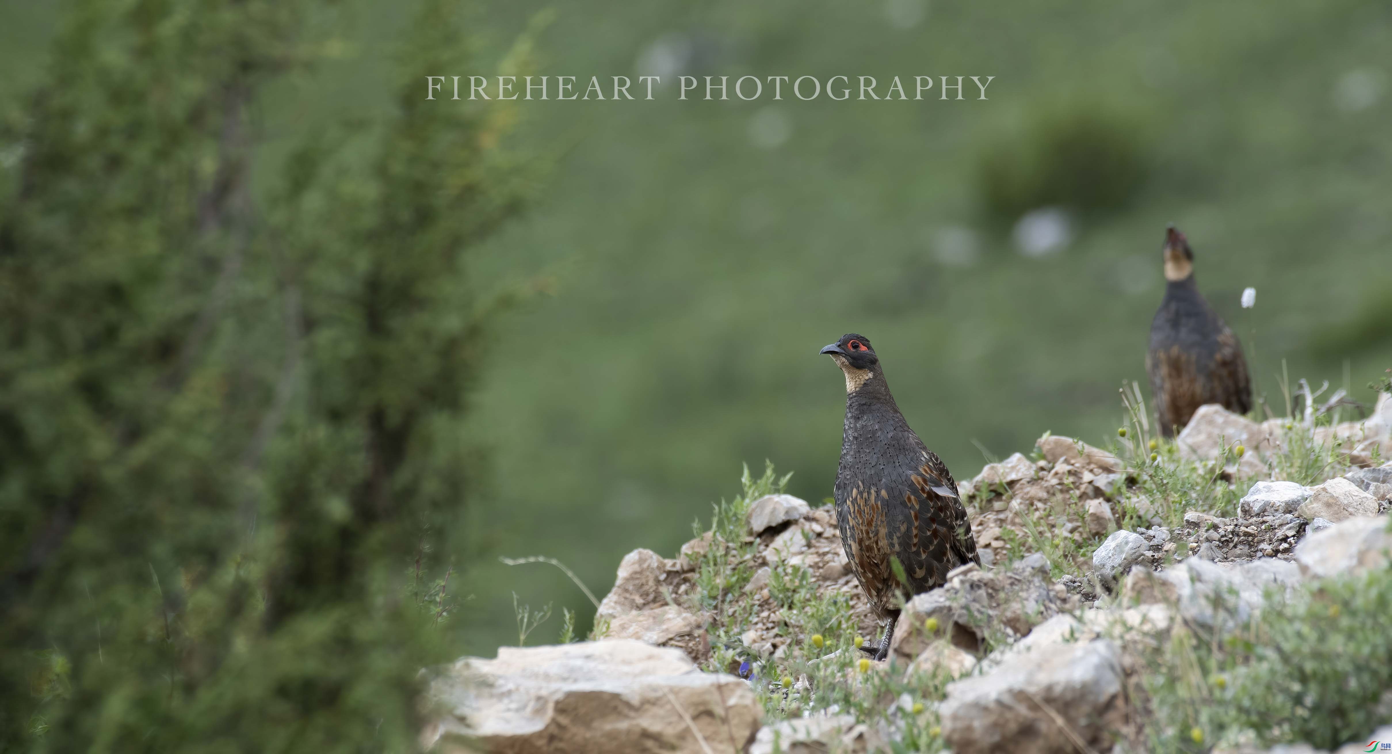 DSC_5787-DeNoiseAI-denoise�ĸ���.jpg