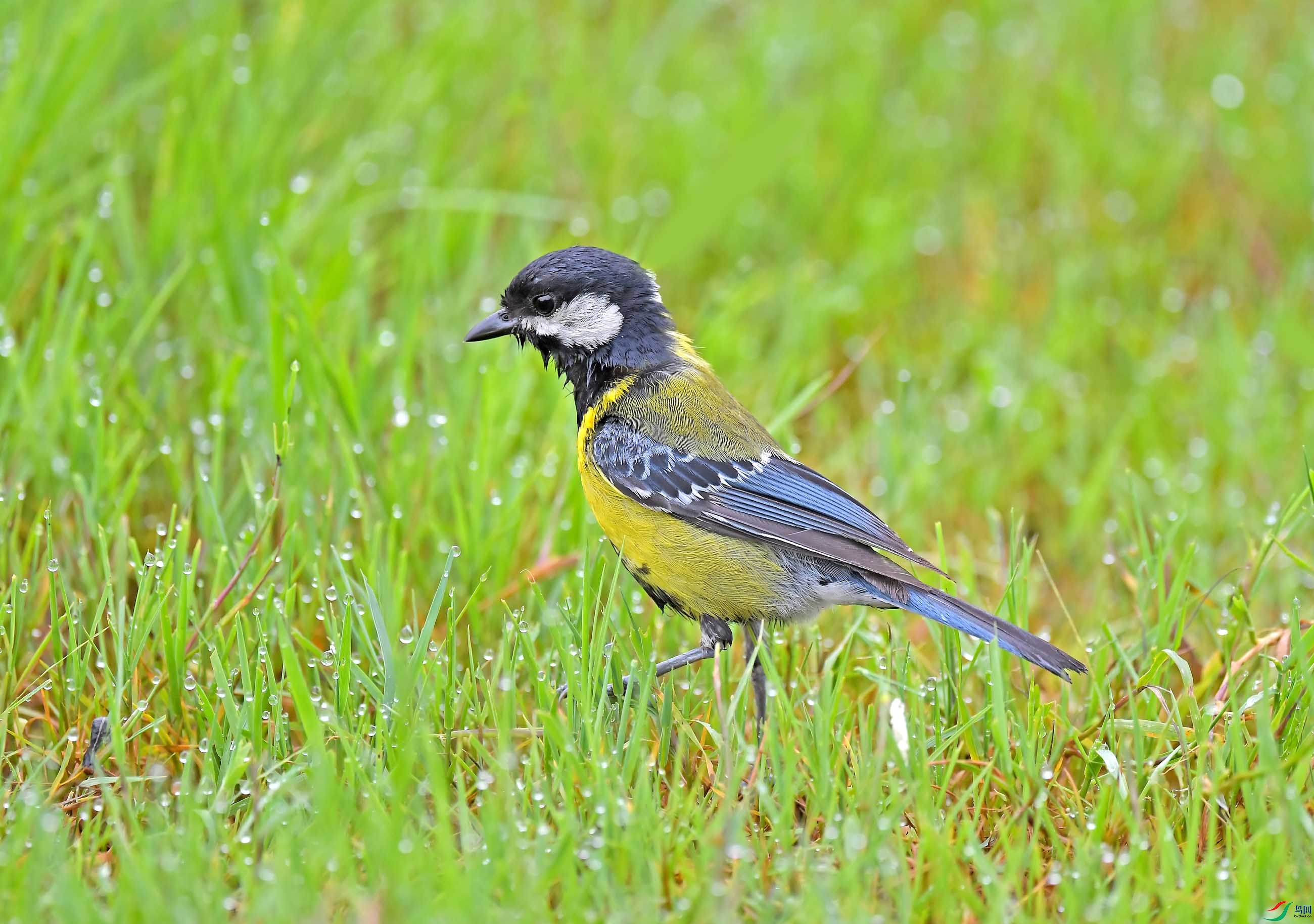 DSC_9635.JPG
