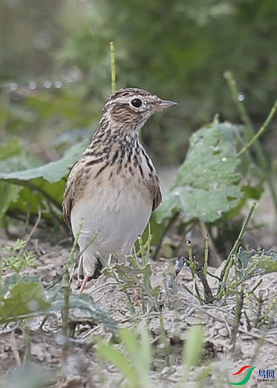 CS3U9724����.jpg