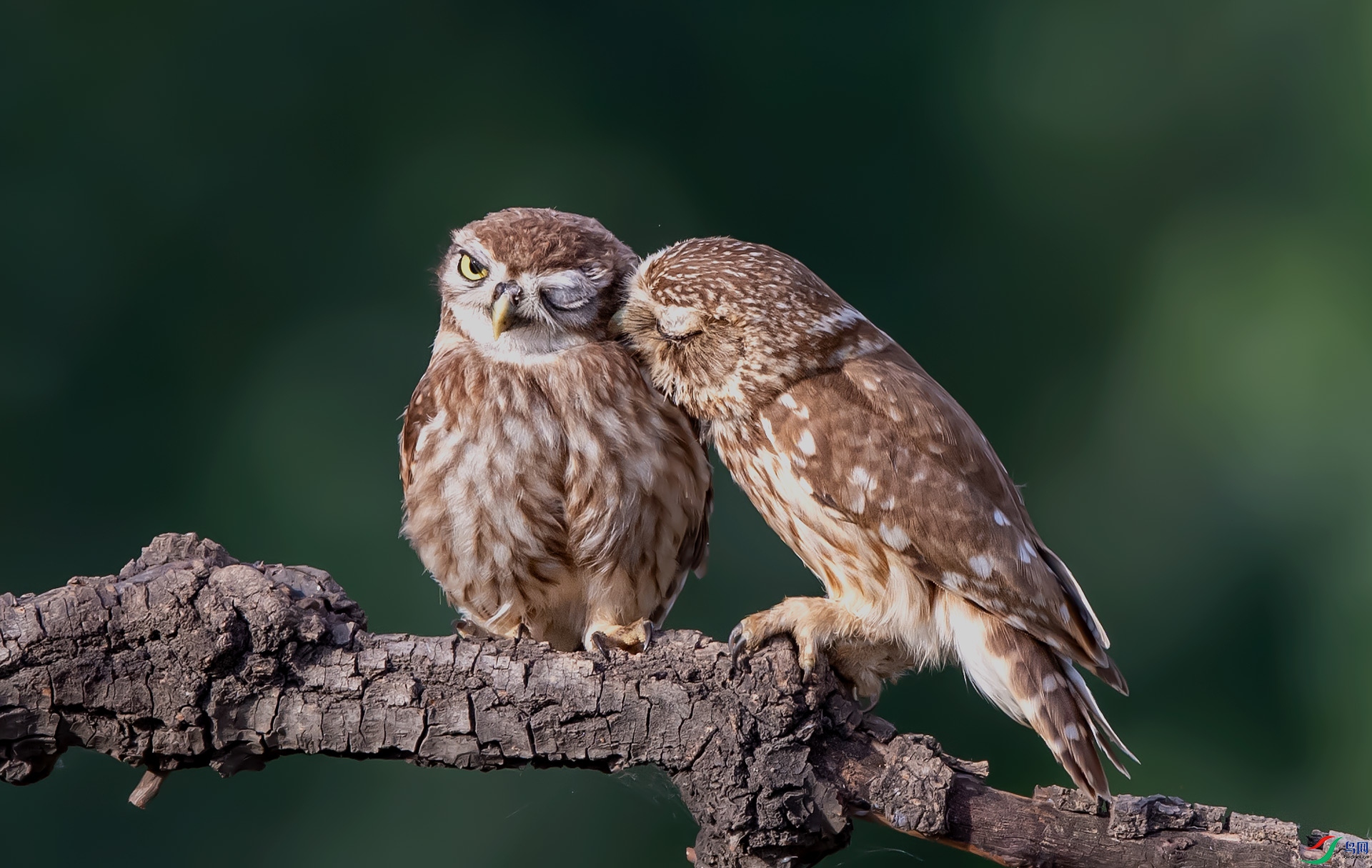 DSC_7233f.jpg