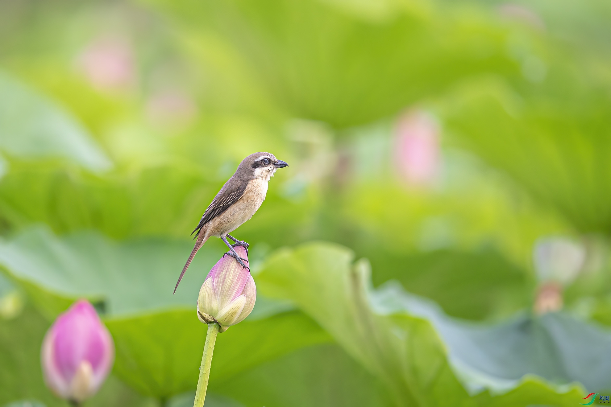 �ɻ�����_9120241.jpg