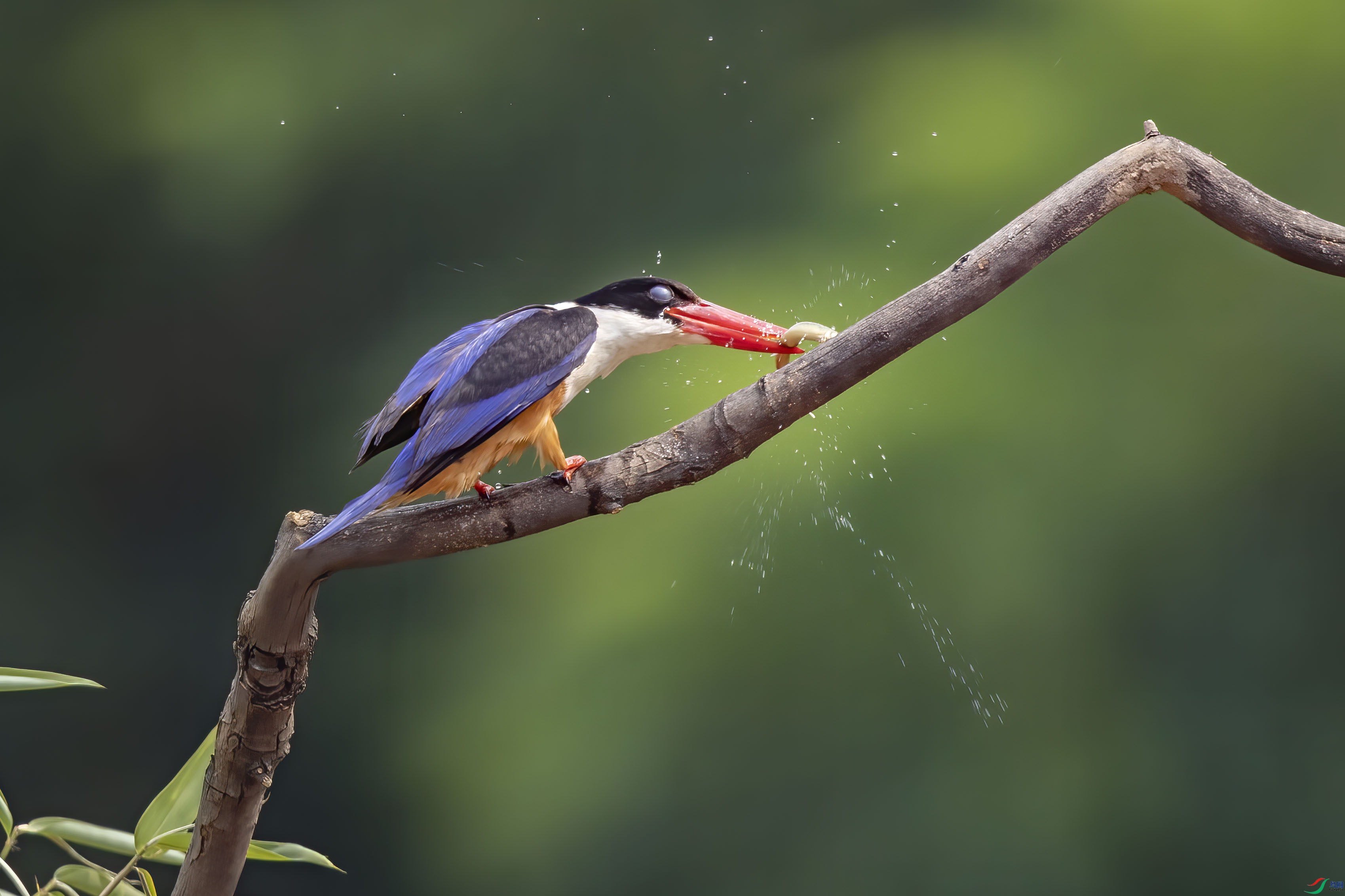 A95I7927 ����.jpg