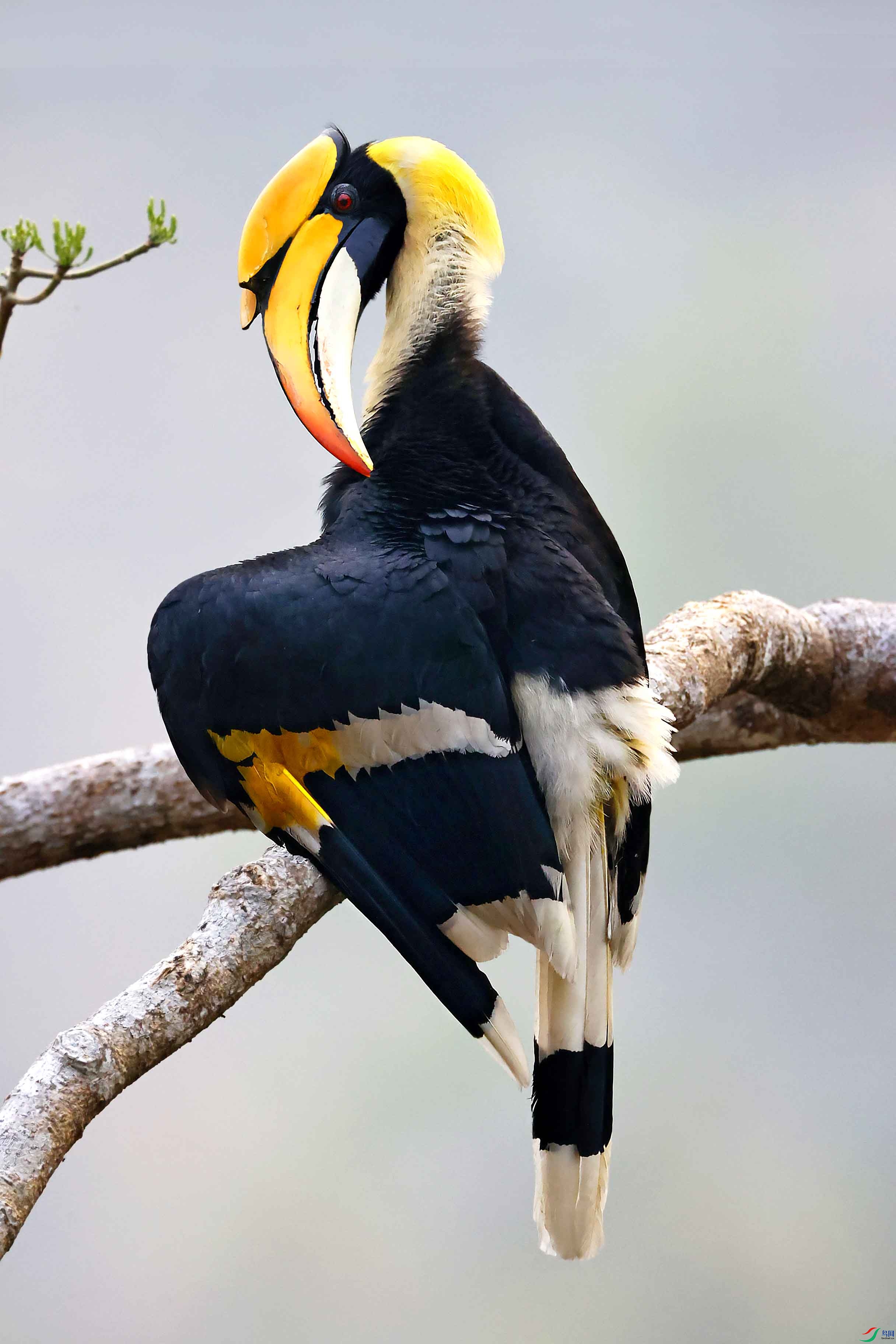 双角犀鸟在梳理羽毛