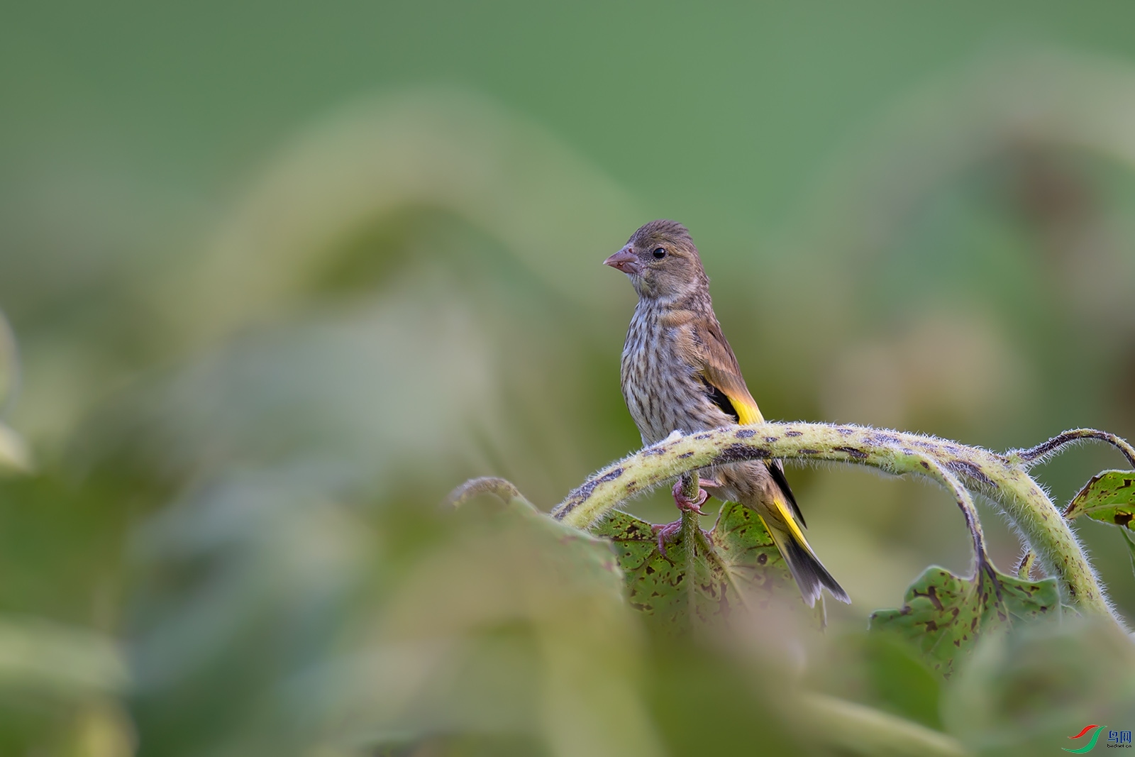 DSC_p4636.jpg