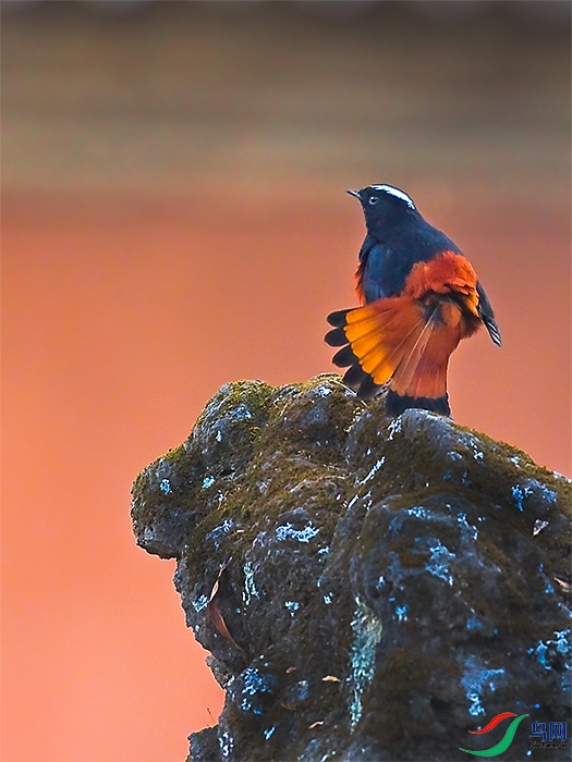 云南高黎贡山的白顶溪鸲