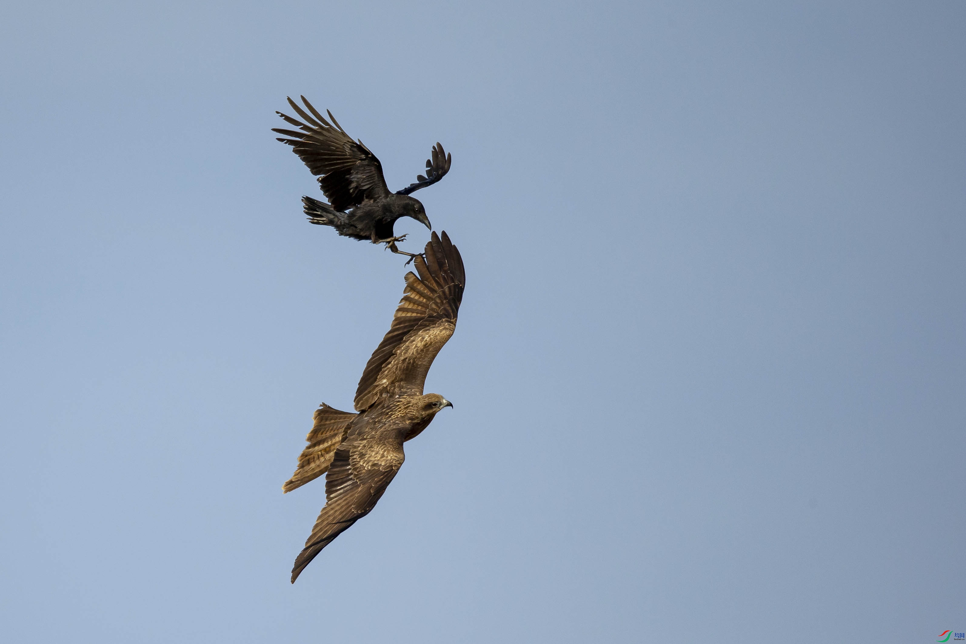 乌鸦抓老鹰