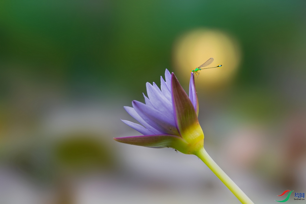 DSC_4833a.jpg