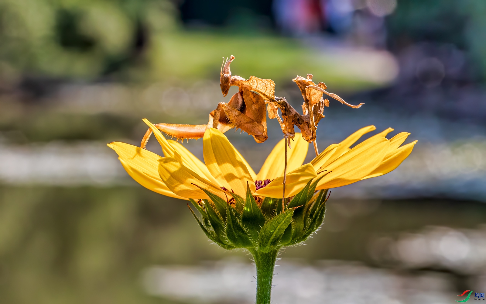 大魔花螳螂贺获首页精华