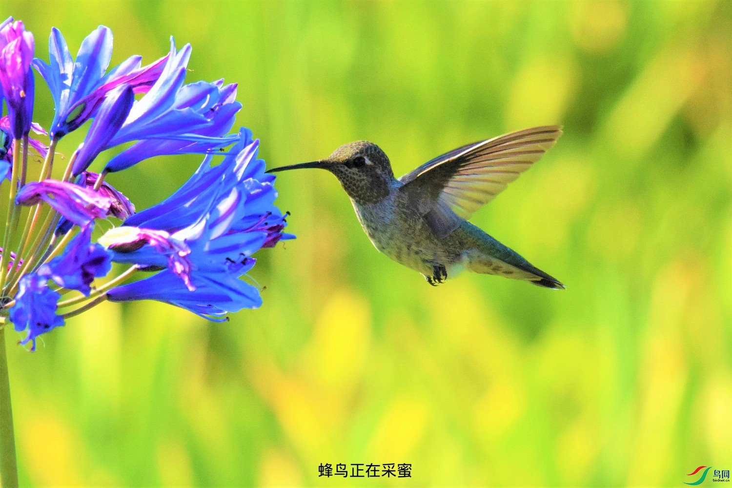 蜂鳥正在採蜜