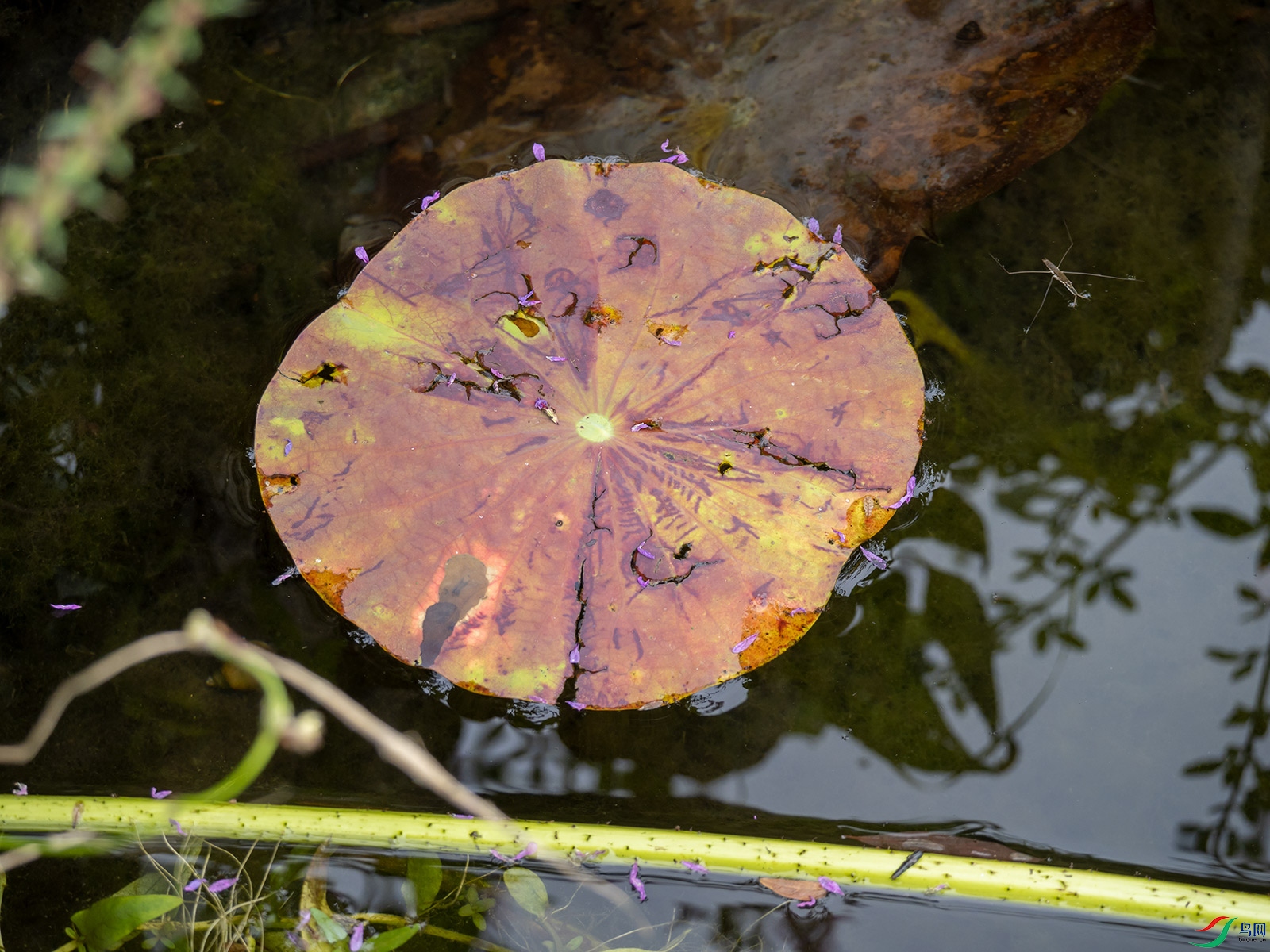 ��ݵĺ�Ҷ���ϵ��컨��չ���˲пݵ�����֮��