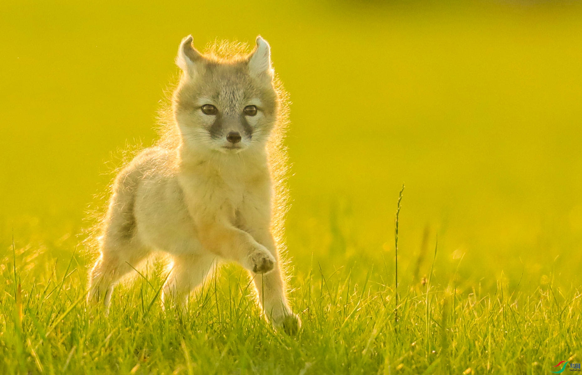 夕阳下在草原上奔跑的小沙狐
