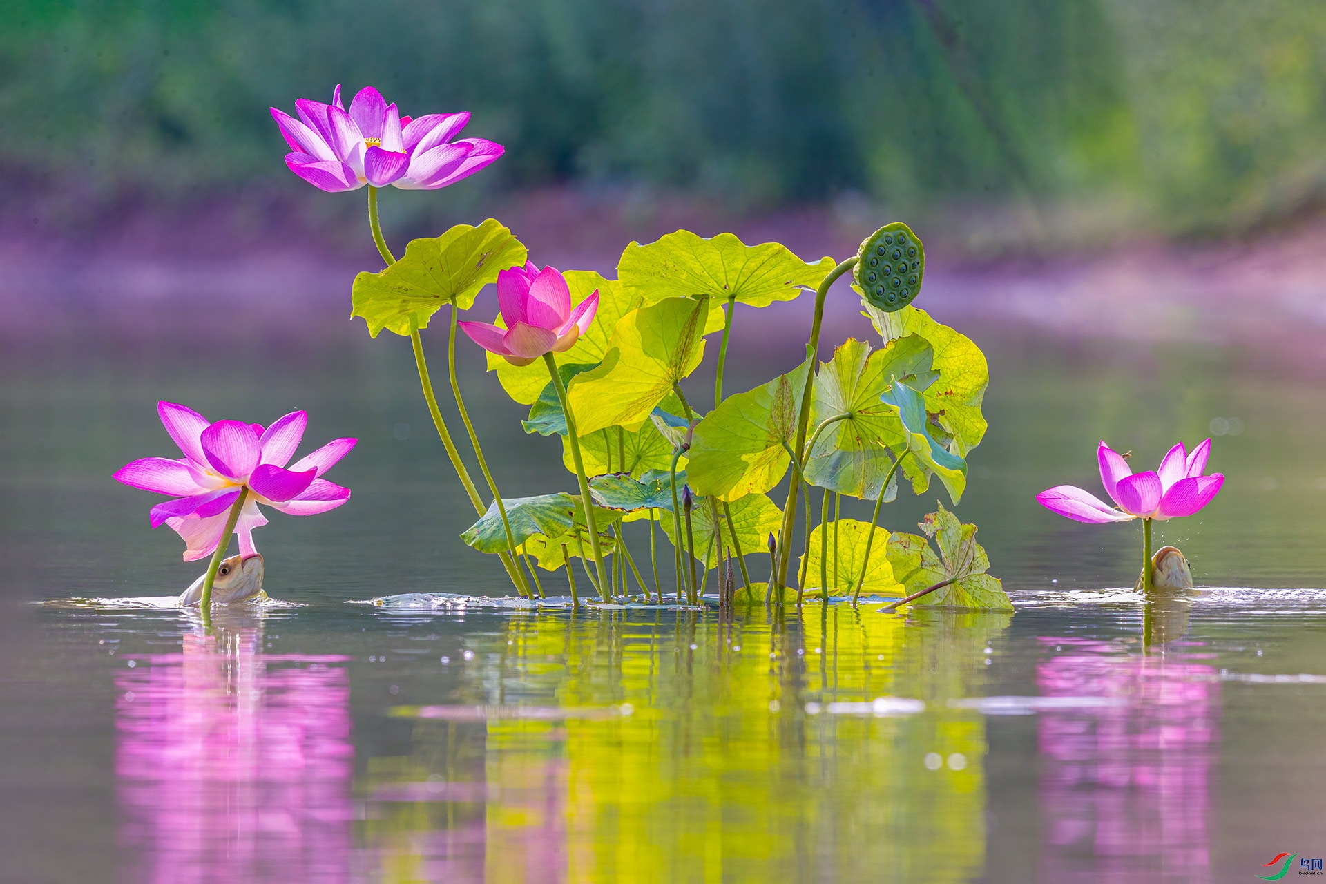 ˫��Ի������