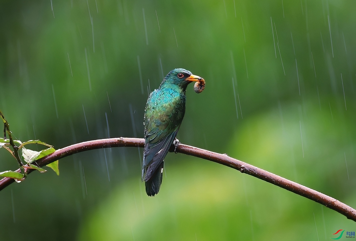 雨中(祝贺荣获首页鸟类精华)