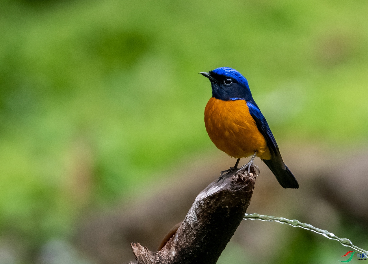 百花岭下山准备饮水的《棕腹蓝仙鹟》