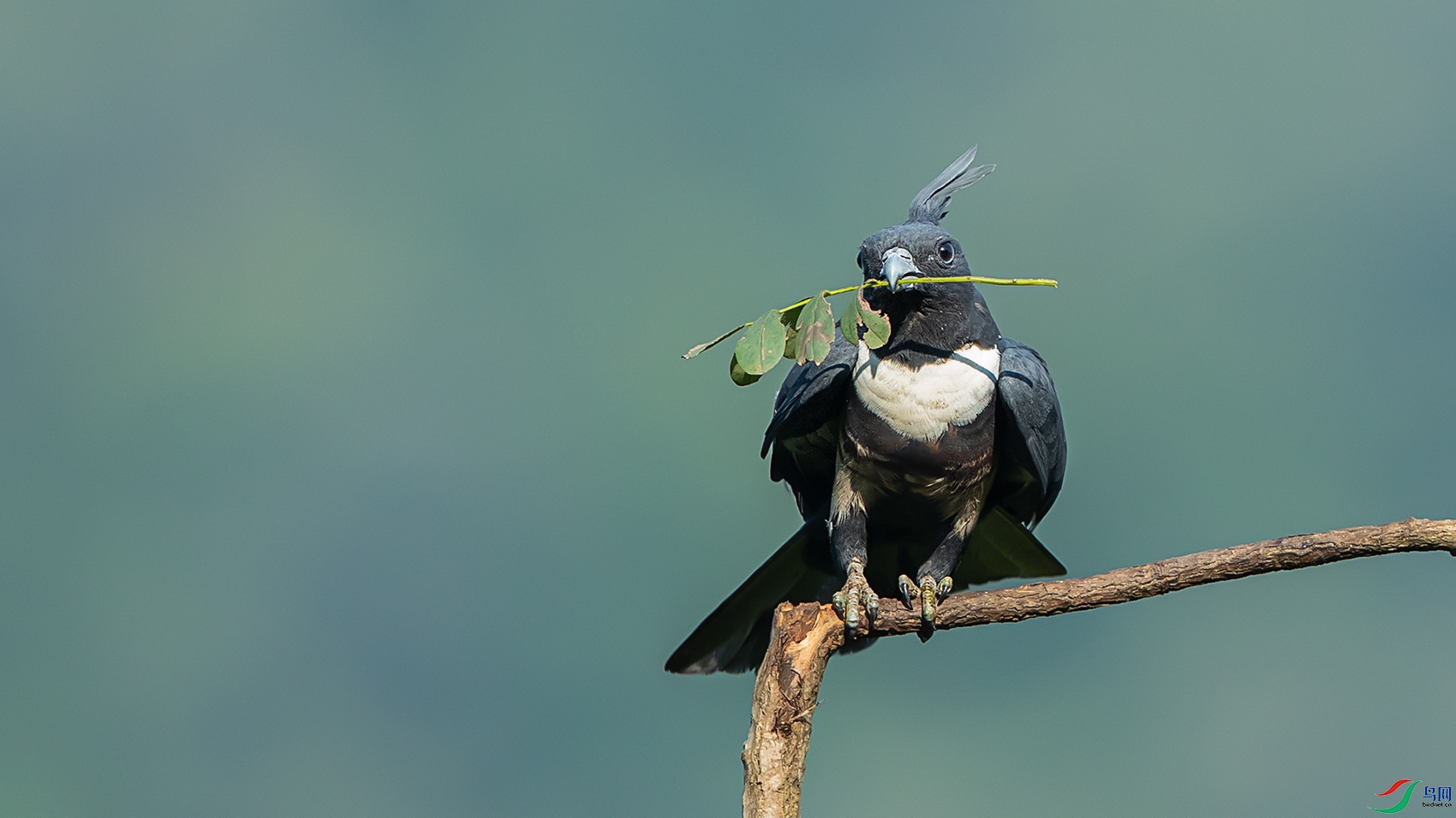 衔枝的黑冠祝贺老师获版块佳作